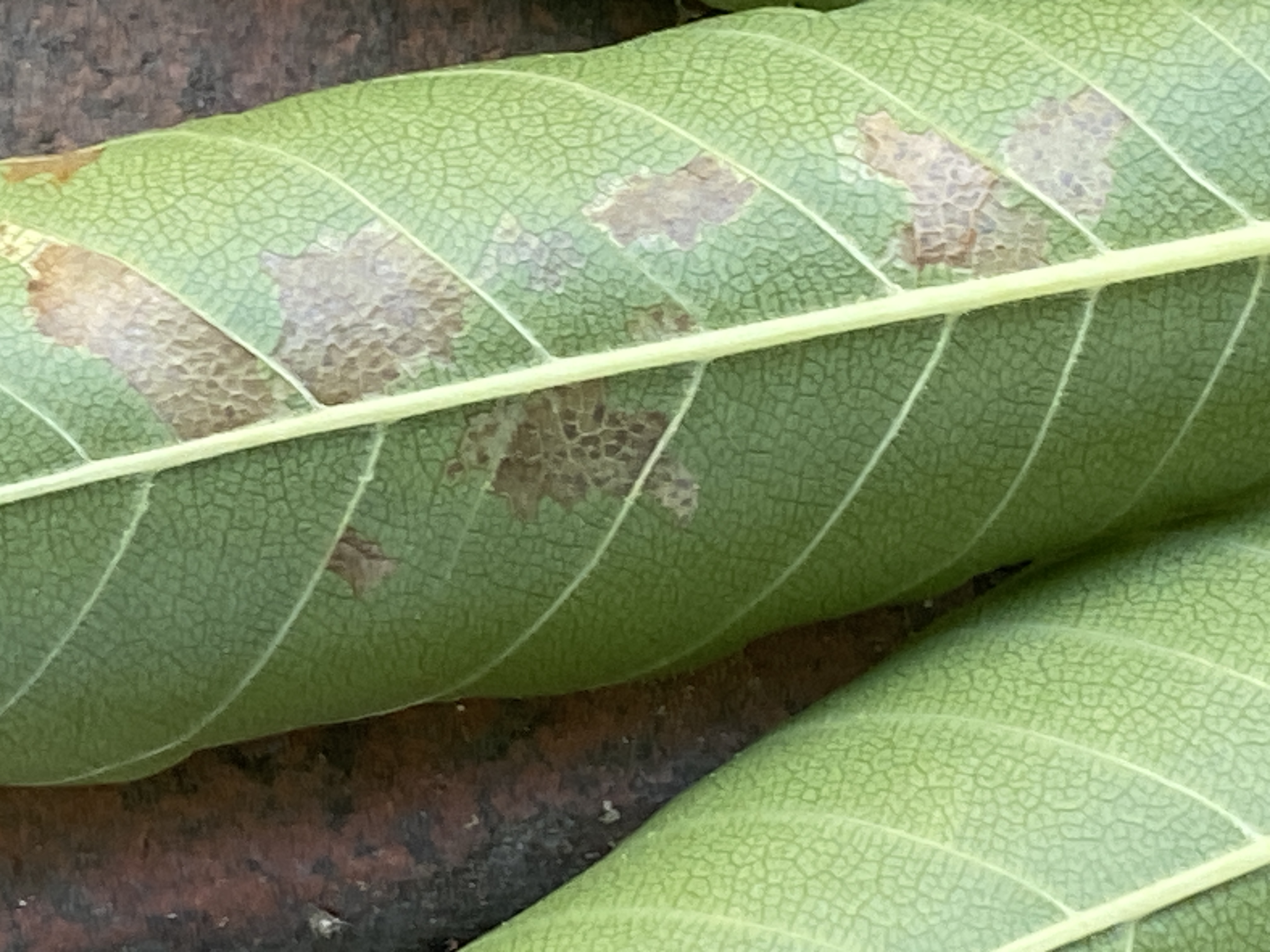 느티나무벼룩바구미