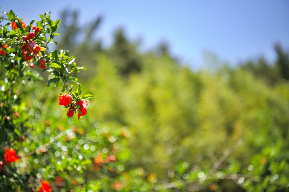 여항면 외암리 석류꽃