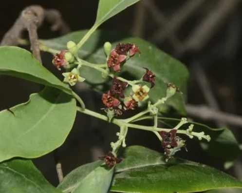 백단향 효능 심신 안정 몰약은 염증 치료에