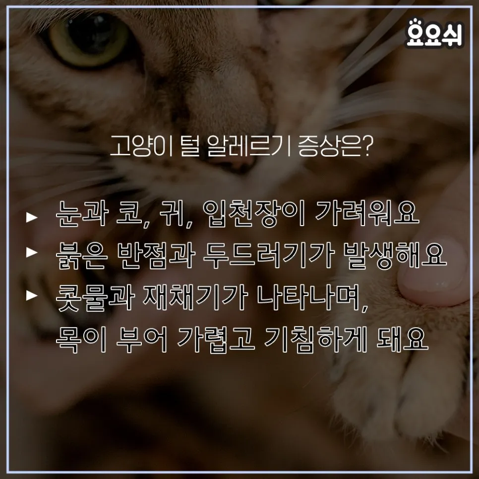 고양이 털 알레르기 완화 방법과 생활 관리 팁_4