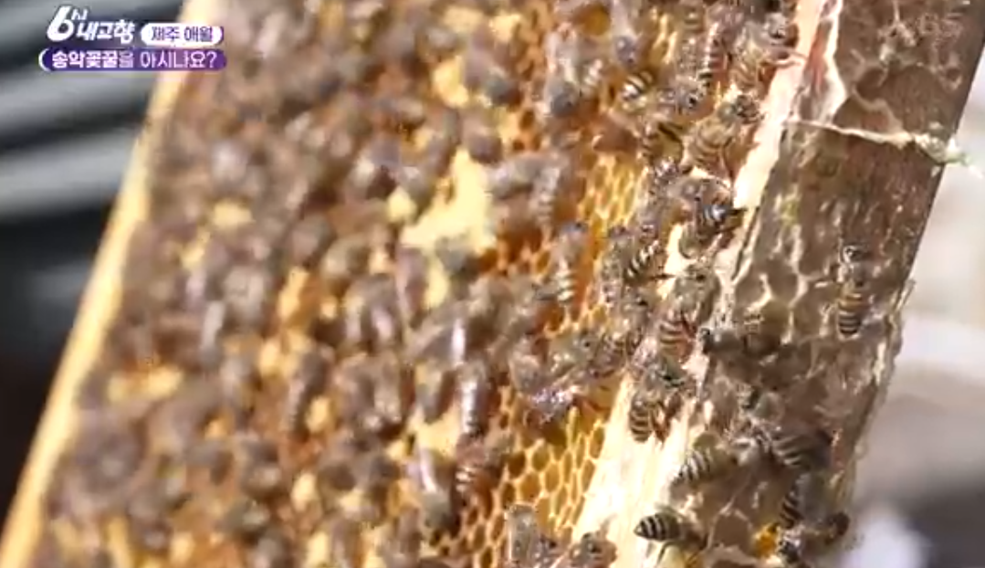 제주 송악꽃꿀