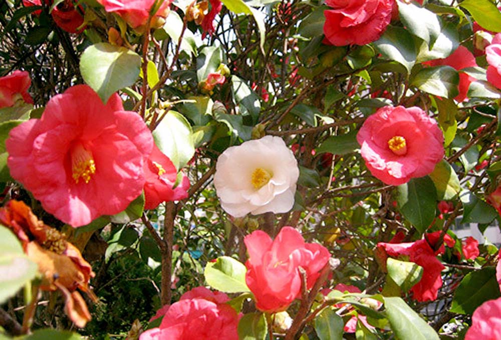 돌연변이 동백꽃