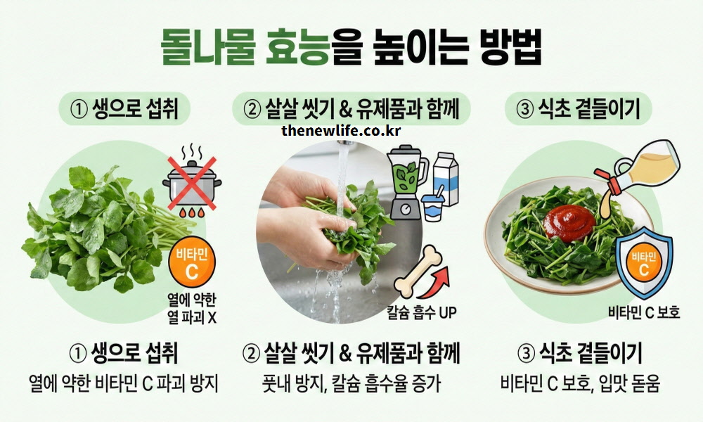 생으로 섭취, 살살 씻기, 식초와 함께 먹기 등 돌나물 영양소 파괴를 막고 흡수율을 높이는 3가지 꿀팁 인포그래픽