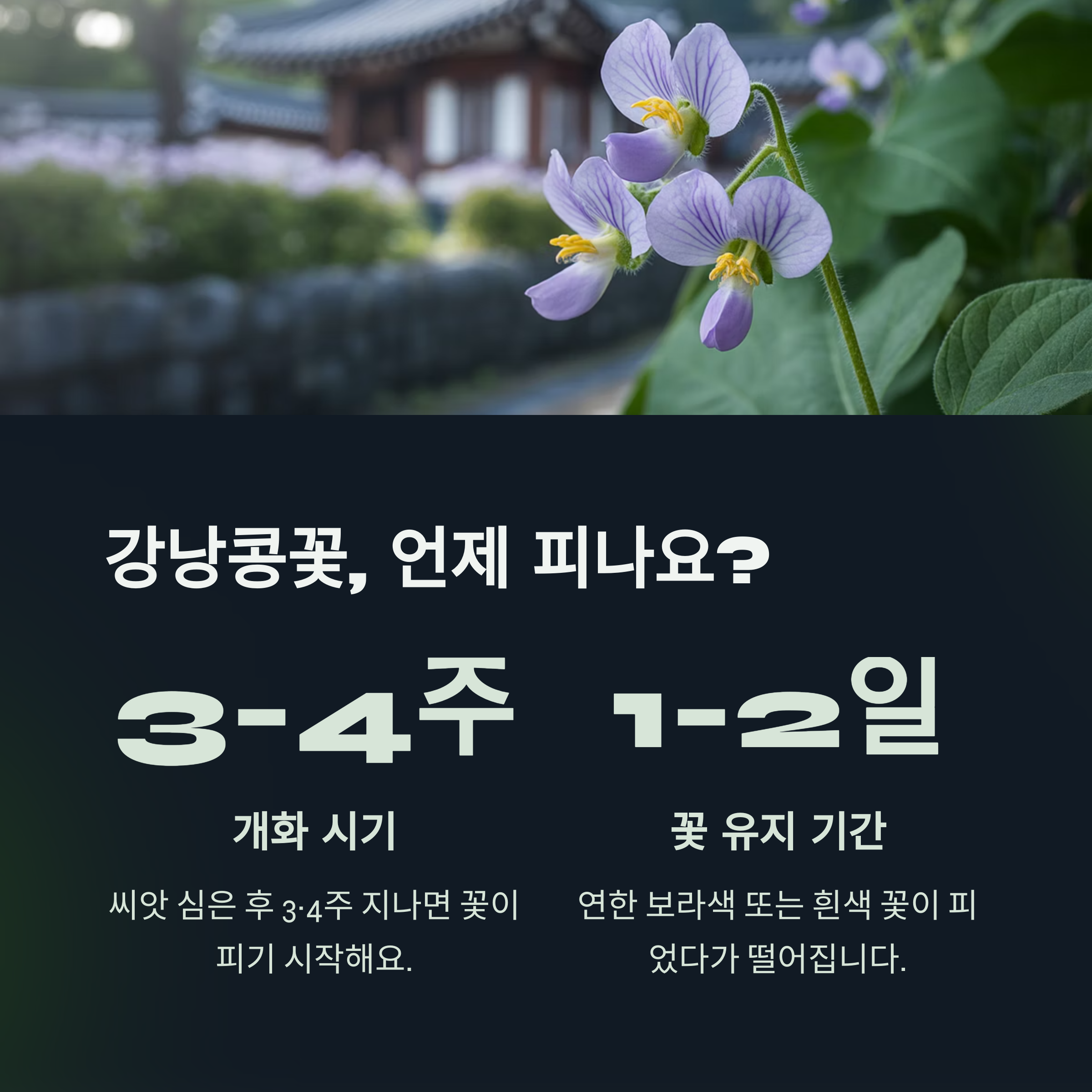 강낭콩꽃, 언제 피고 어떤 모습일까?