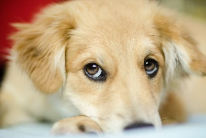 쳐다보는 강아지