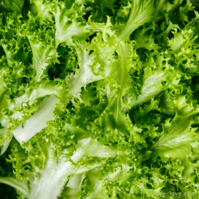 쌉쌀한 맛이 일품인 치커리