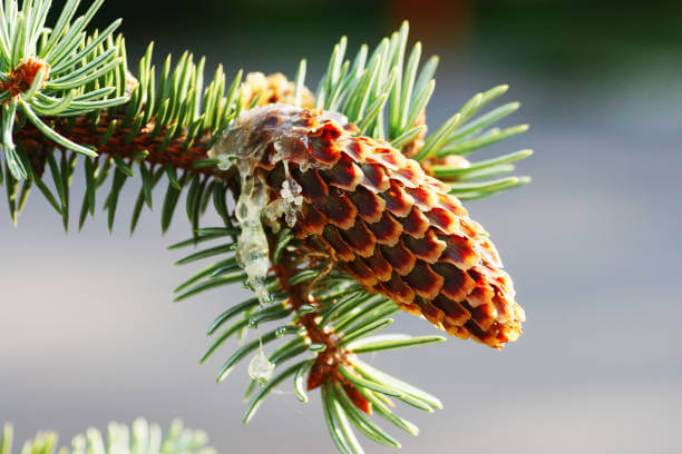 송담 효능 부작용 및 섭취 방법
