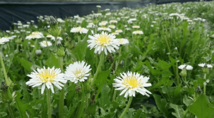 하얀민들레의 효능