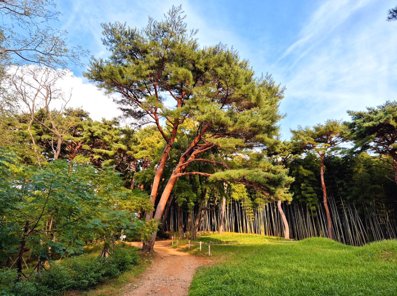 아홉산숲1