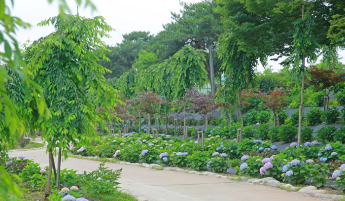 2024년-공주-유구색동수국정원-꽃축제