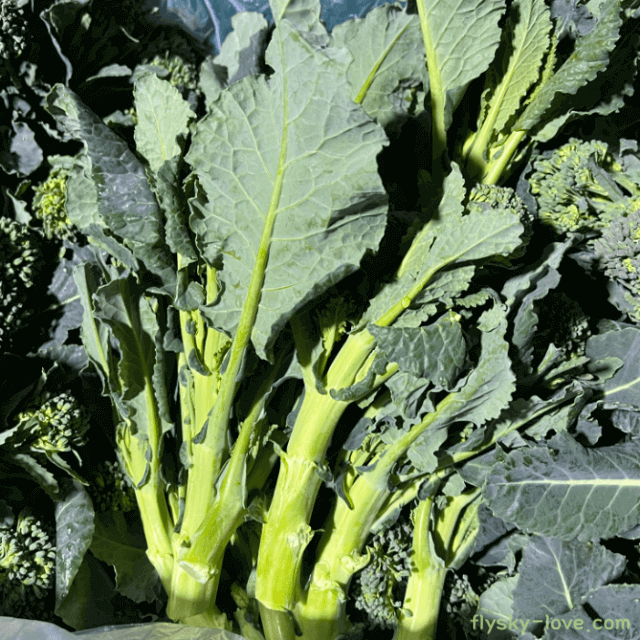 베이비 브로콜리, 브로콜리니