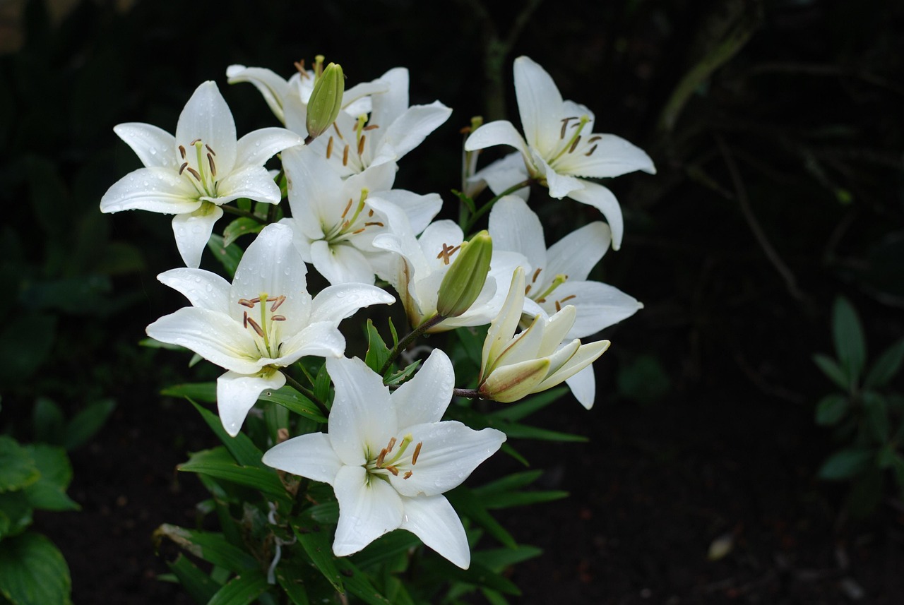 백합 이야기 - 꽃말&amp;#44; 이름 유래&amp;#44; 특징&amp;#44; 재배 방법&amp;#44; 개화 시기&amp;#44; 효능 및 주의사항 