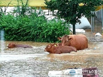 비가-너무-많이와서-소-세마리가-물속을-걸어다니는-모습
