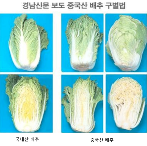 중국산-배추-구별법