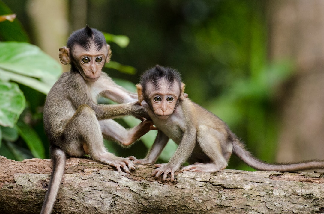 Monkey