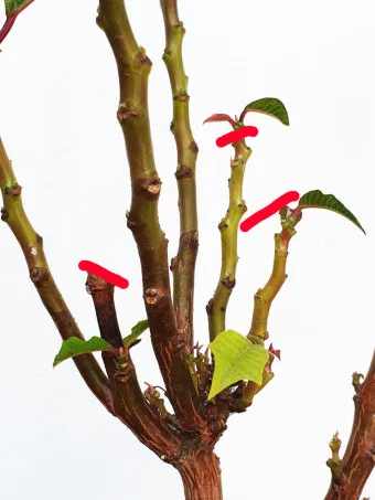 가지치기 요령 도구소독 새순유도 수형잡기 건강하게 키우기_8