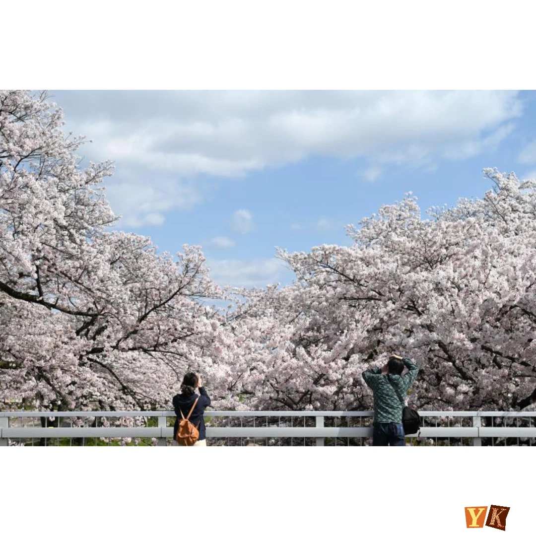 벚꽃 개화시기 2025년 &amp;#44; 전국 벚꽃 명소 BEST 10