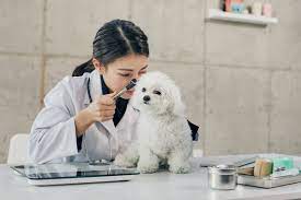 동물병원 진료비