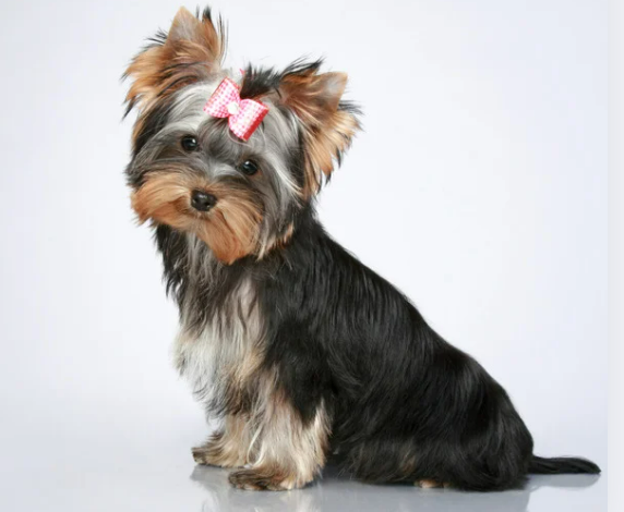 오래 사는 강아지 품종 TOP 7과 장수 비결