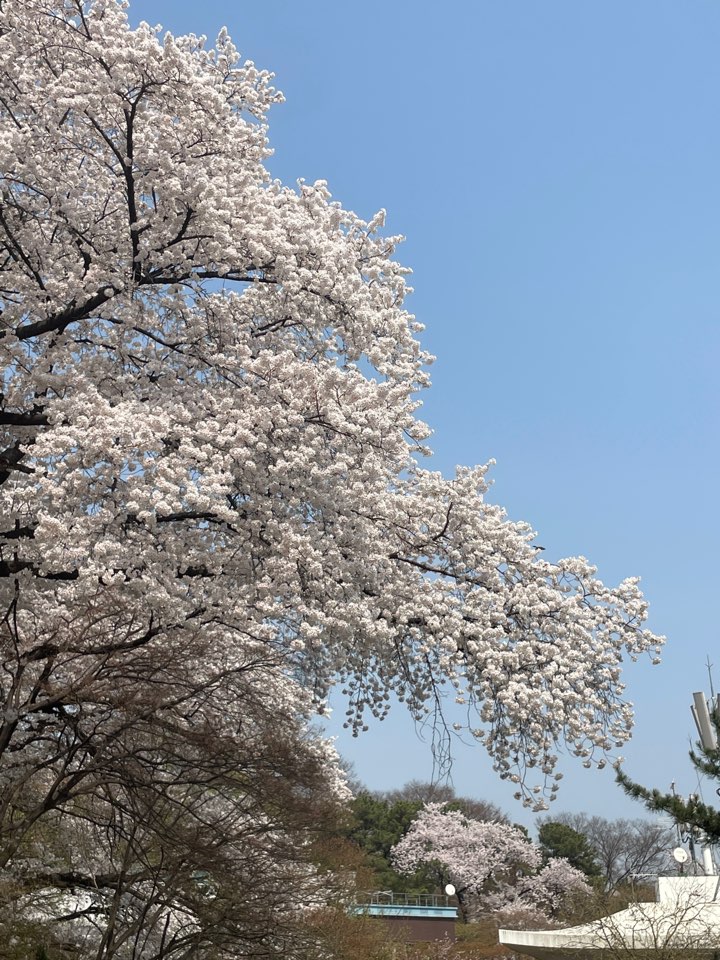 벚꽃