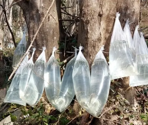고로쇠물 효능