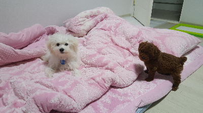 강아지에게 사람 음식을 줄 때 주의해야 할 음식들