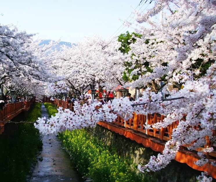 진해군항제 벚꽃축제