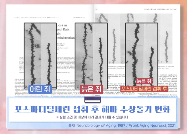 포스파티딜세린 효능