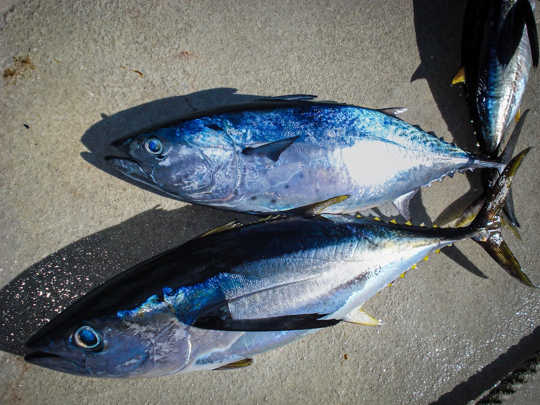 Tuna.