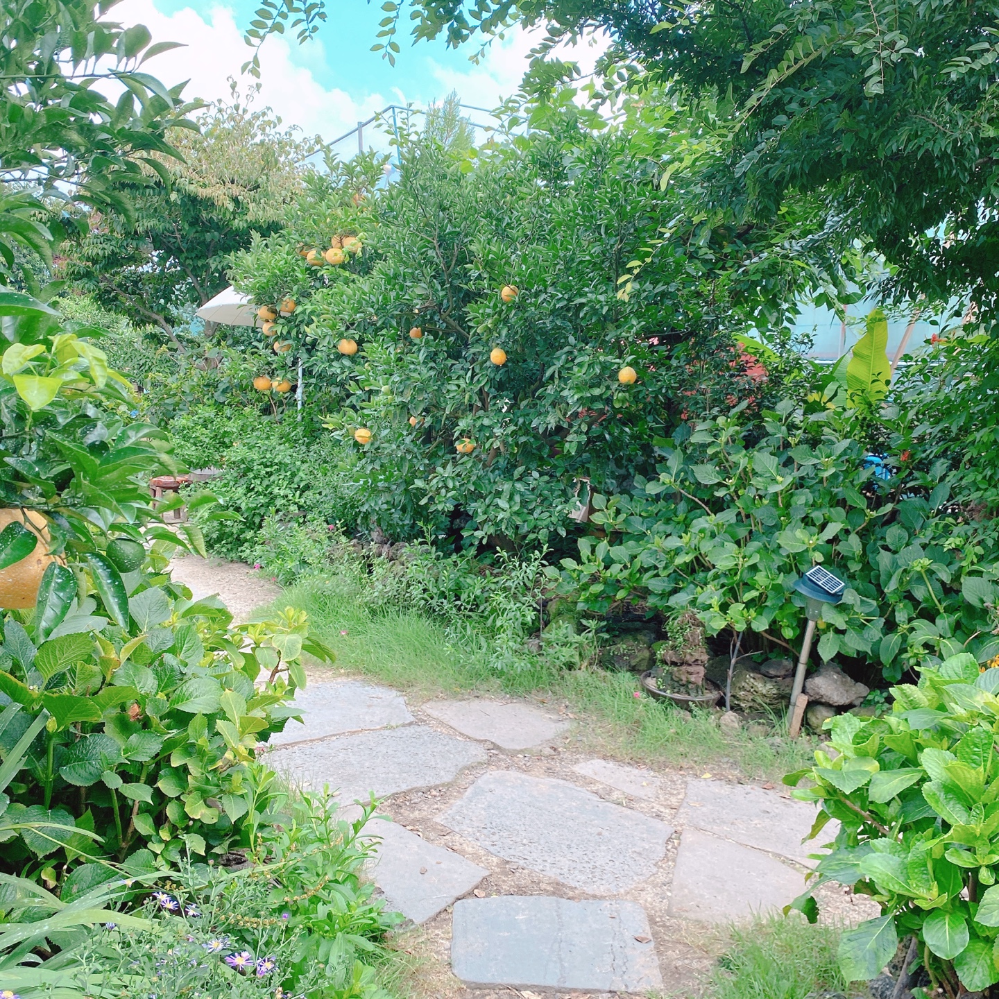 제주 서귀포 귤꽃다락 귤밭돌창고 개조 카페