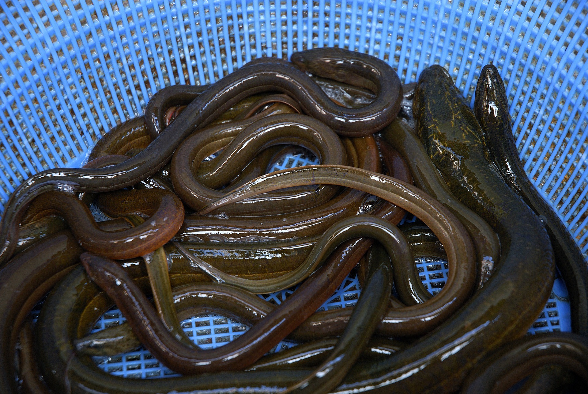 바다에서 잡은 장어를 하늘색의 소쿠리에 가득 담아놓고 물로 잘 세척한 후에 확대하여 찍은 사진