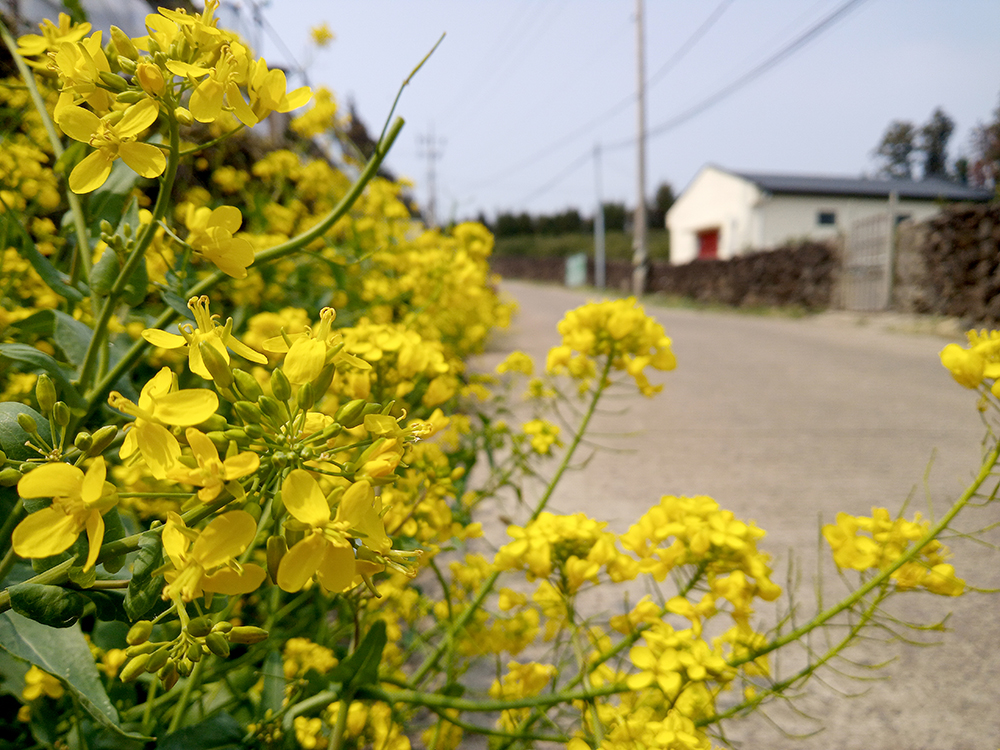 올레8코스 월평아왜낭목쉼터에서~대평포구까지