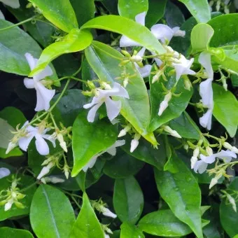 백화등 키우기 삽목방법 가지치기 꽃 노지월동까지_6