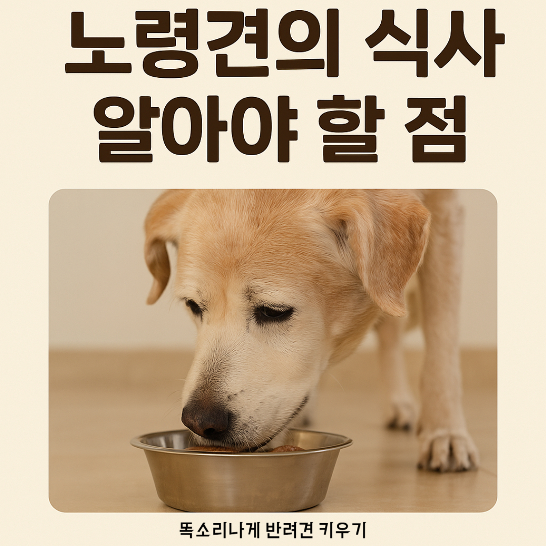 노령견 식사 보호자가 알아야 할 사항