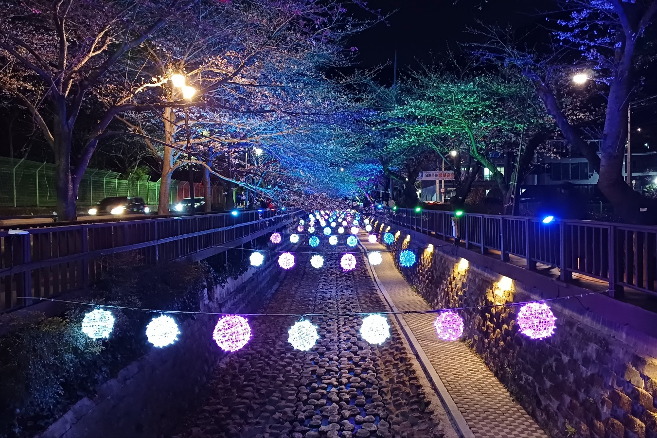 진해벚꽃