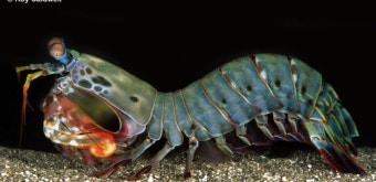 맨티스 새우(샤프림프)