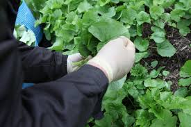 2024 태백 천상의 산나물 축제 기본일정 및 프로그램 소개 초대가수 소개(김희재 김완선 윤수현 홍성원 등 출연)