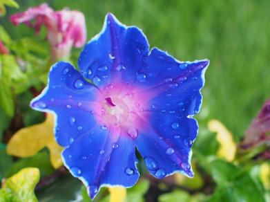 모티리톤정 성분