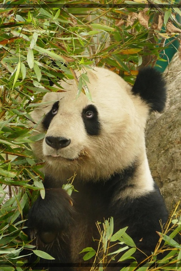지구가 아파요. 6 귀여움의 아이콘 판다 생존 위기