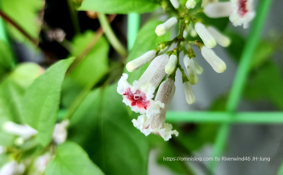 계요등(鷄尿藤)Paederia foetida
