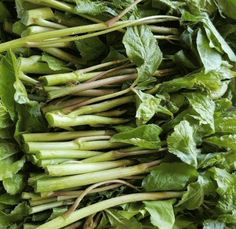 오가피순 먹는 법