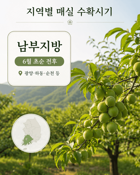 매실수확시기