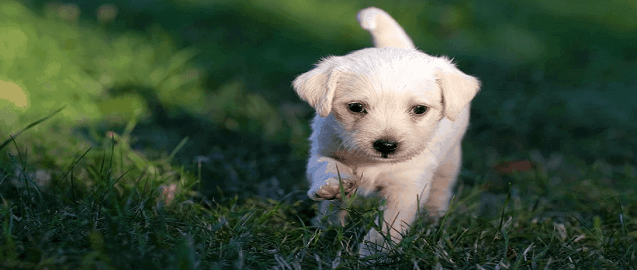 강아지 백내장 원인