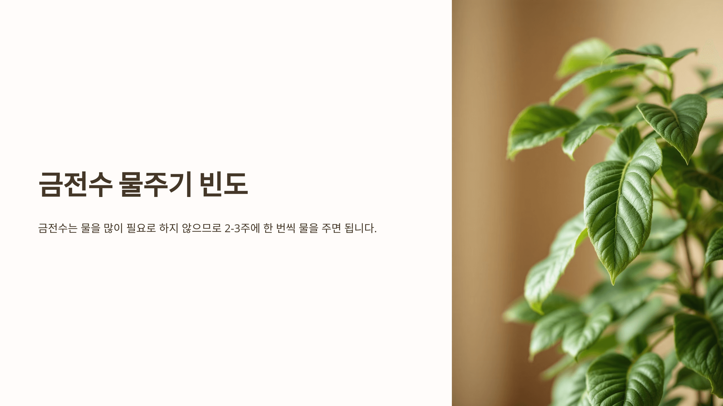 금전수와 관련된 사진입니다.