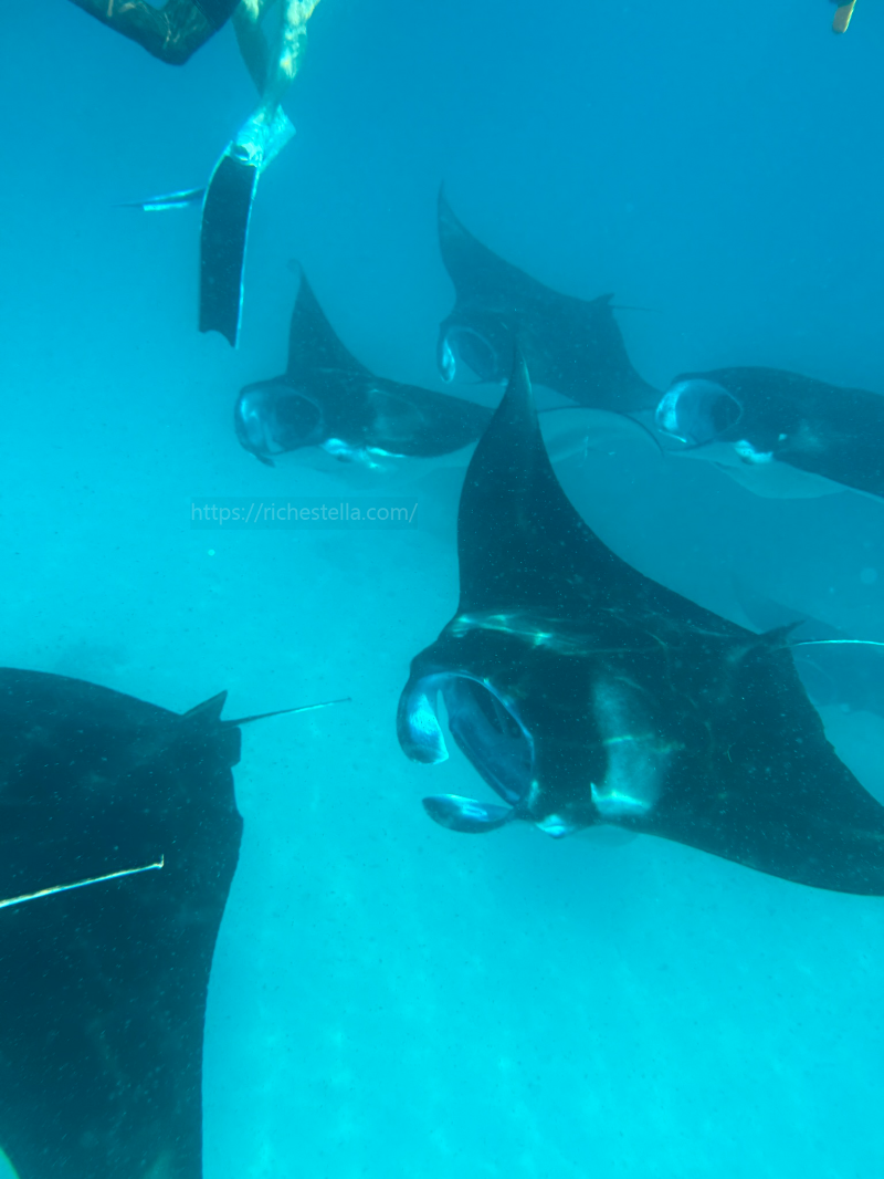 만타가오리 스노쿨링