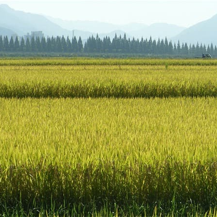 가루쌀로 만들 수 있는 음식