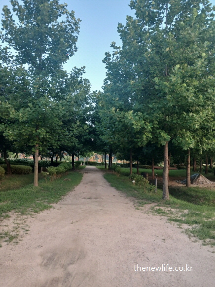 Traditional dirt path in Guri Hangang Park lined with trees, representing a classic but harsh earthing route/나무가 늘어선 구리 한강시민공원의 흙길 &ndash; 전통적인 어싱 방식이지만 피부 자극이 강한 경로