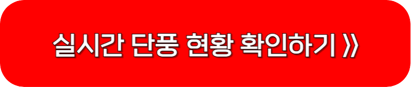 장태산-실시간-단풍-현황-사진-보는-링크-버튼