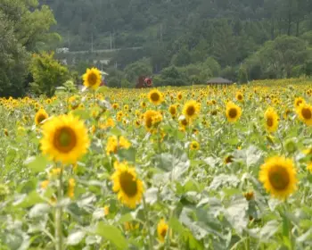 태백 해바라기 축제6
