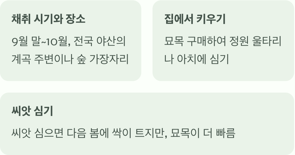 으름덩굴 열매, '한국의 바나나' 맛과 먹는 법 A to Z